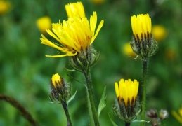 Crepis pyrenaica 