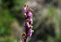 Orchis spitzelii