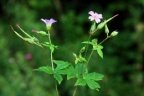 Geranium nodosum, Géranium noueux