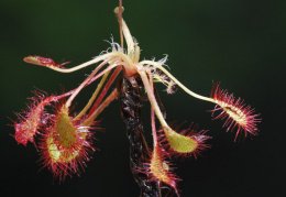 Drosera intermedia