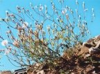 Crepis foetida, Crépide fétide
