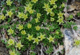 Minuartia sedoides