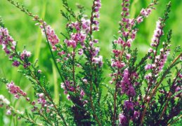 Calluna vulgaris