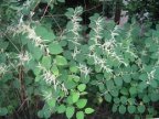 Reynoutria japonica, Reynoutria du Japon