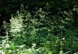 Deschampsia cespitosa, Canche gazonnante