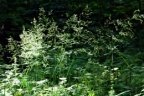 Deschampsia cespitosa, Canche gazonnante