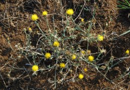 Centaurea solstitialis