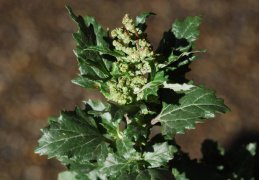 Chenopodium murale