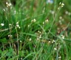 Arabidopsis thaliana, Arabette de Thalius