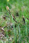 Carex flacca, Laiche glauque