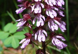 Orchis purpurea