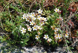 Saxifraga exarata subsp. moschata