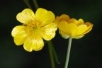 Ranunculus breyninus, Renoncule de la Raxalpe