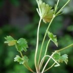 Ranunculus breyninus, Renoncule de la Raxalpe