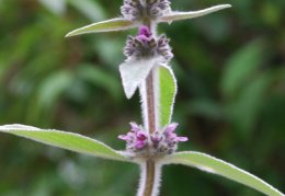 Stachys germanica, Épiaire d'Allemagne
