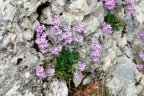 Erinus alpinus, Erine des Alpes