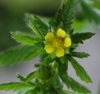 Potentilla norvegica