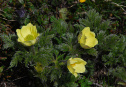 Pulsatilla alpina subsp. apiifolia