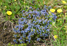 Polygala alpestris