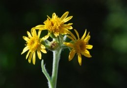 Herbier photographique d'Etienne Chavanne