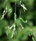 Poa palustris, Paturin des marais