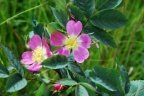 Rosa canina, Rosier des chiens
