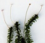 Elodea canadensis, Elodée du Canada
