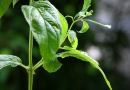 Epilobium roseum