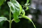 Epilobium roseum