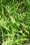 Cirsium tuberosum