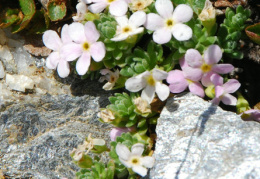 Androsace alpina