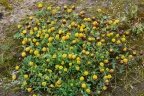 Trifolium badium