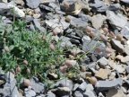 Silene vulgaris subsp. glareosa