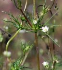 Spergula arvensis, Spargote des champs