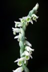 Spiranthes spiralis, Spiranthe d'automne