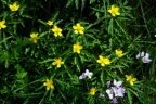 Anemone ranunculoides, Anémone jaune