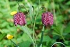 Fritillaria meleagris, Fritillaire pintade
