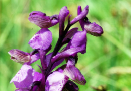 Orchis morio, Orchis bouffon