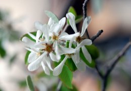 Amelanchier ovalis, Amélanchier