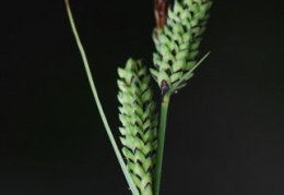 Carex hostiana