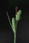 Carex hostiana