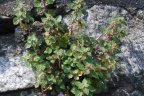 Parietaria judaica 
