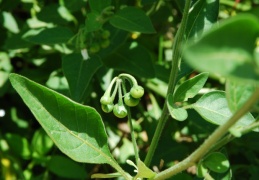 Solanum sublobatum