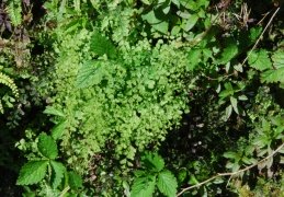 Adiantum capillus-veneris 