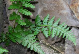 Asplenium billotii