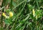 Chamaecytisus supinus