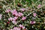 Loiseleuria procumbens