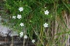 Silene pusilla