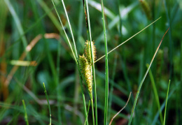 Carex rostrata, Laiche à utricules contractés en bec