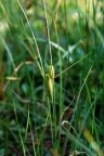 Carex rostrata, Laiche à utricules contractés en bec